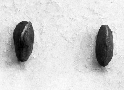 835592 Afbeelding van twee Zirbelnoten in het museum van prof. H.P. Wijsmans, buitengewoon hoogleraar in De leer van ...